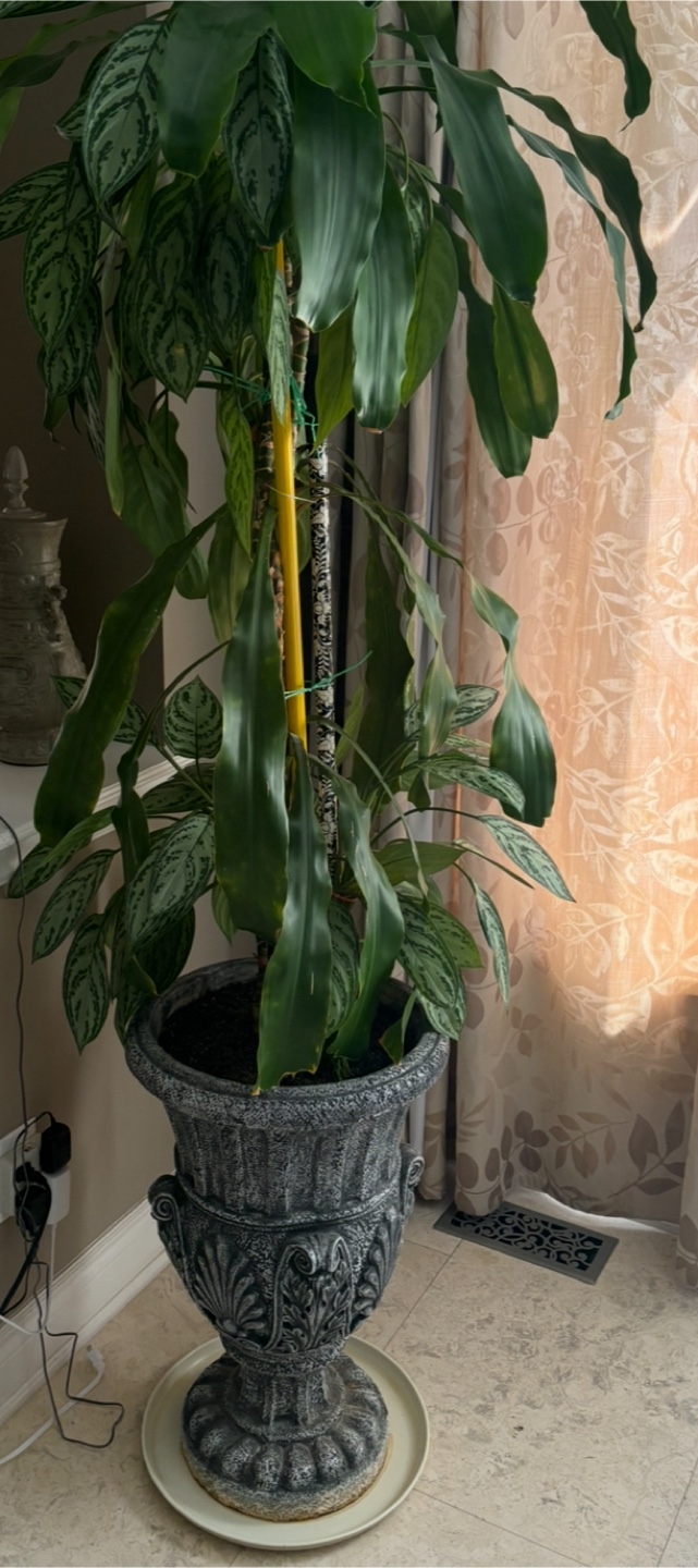 Potted Chinese Evergreen Plant