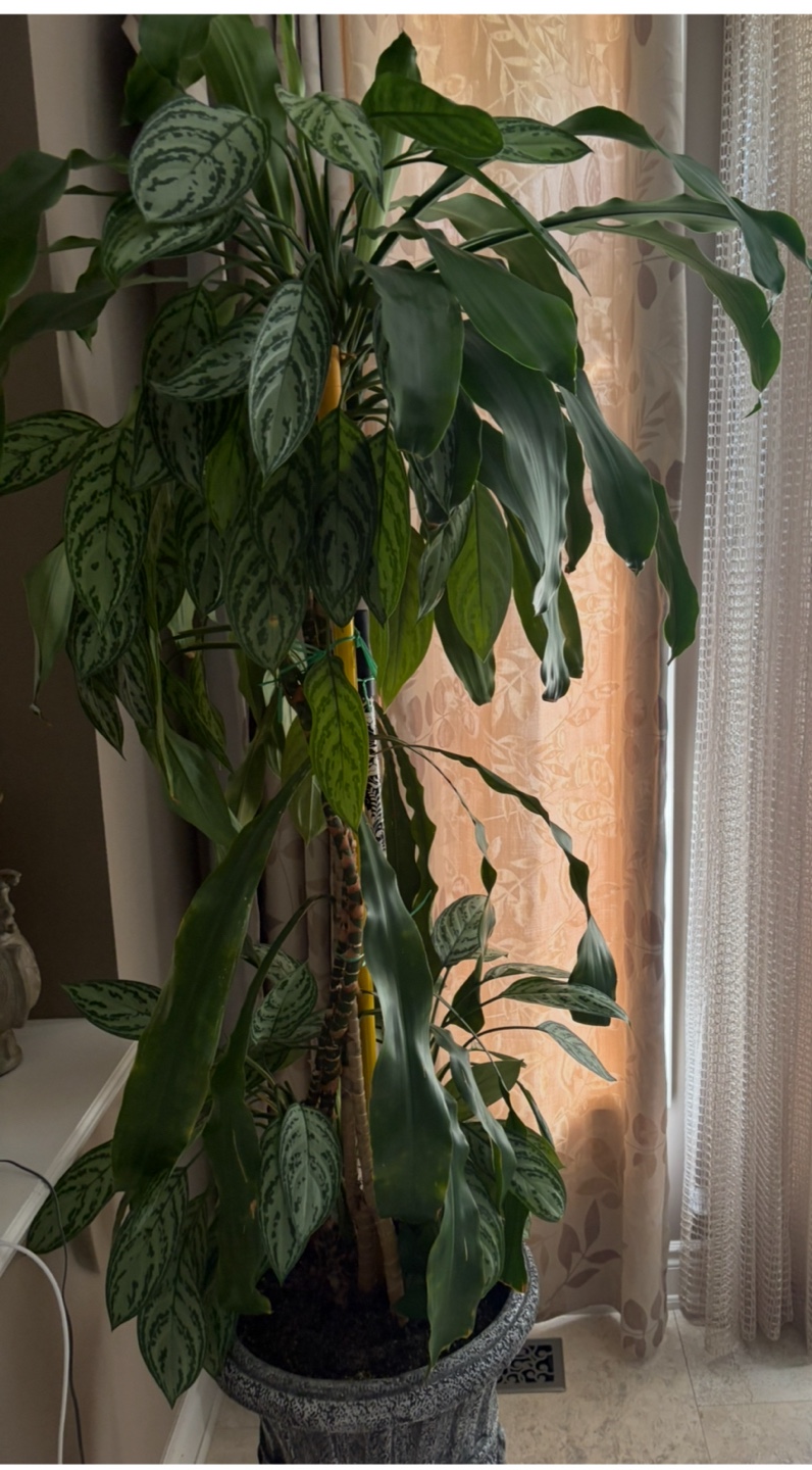 Potted Chinese Evergreen Plant - photo 3