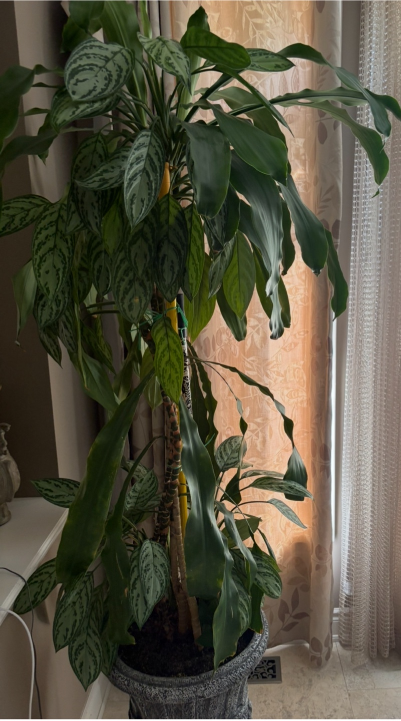 Potted Chinese Evergreen Plant - photo 5