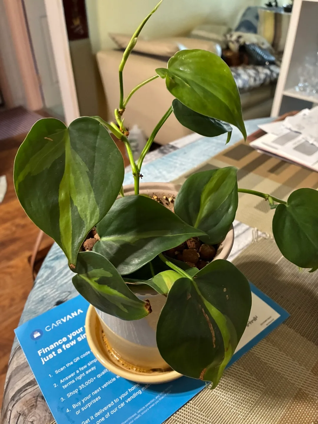 Potted Philodendron Plant image indicator(2)