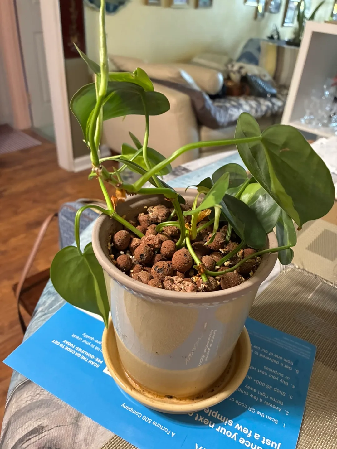 Potted Philodendron Plant image indicator(3)