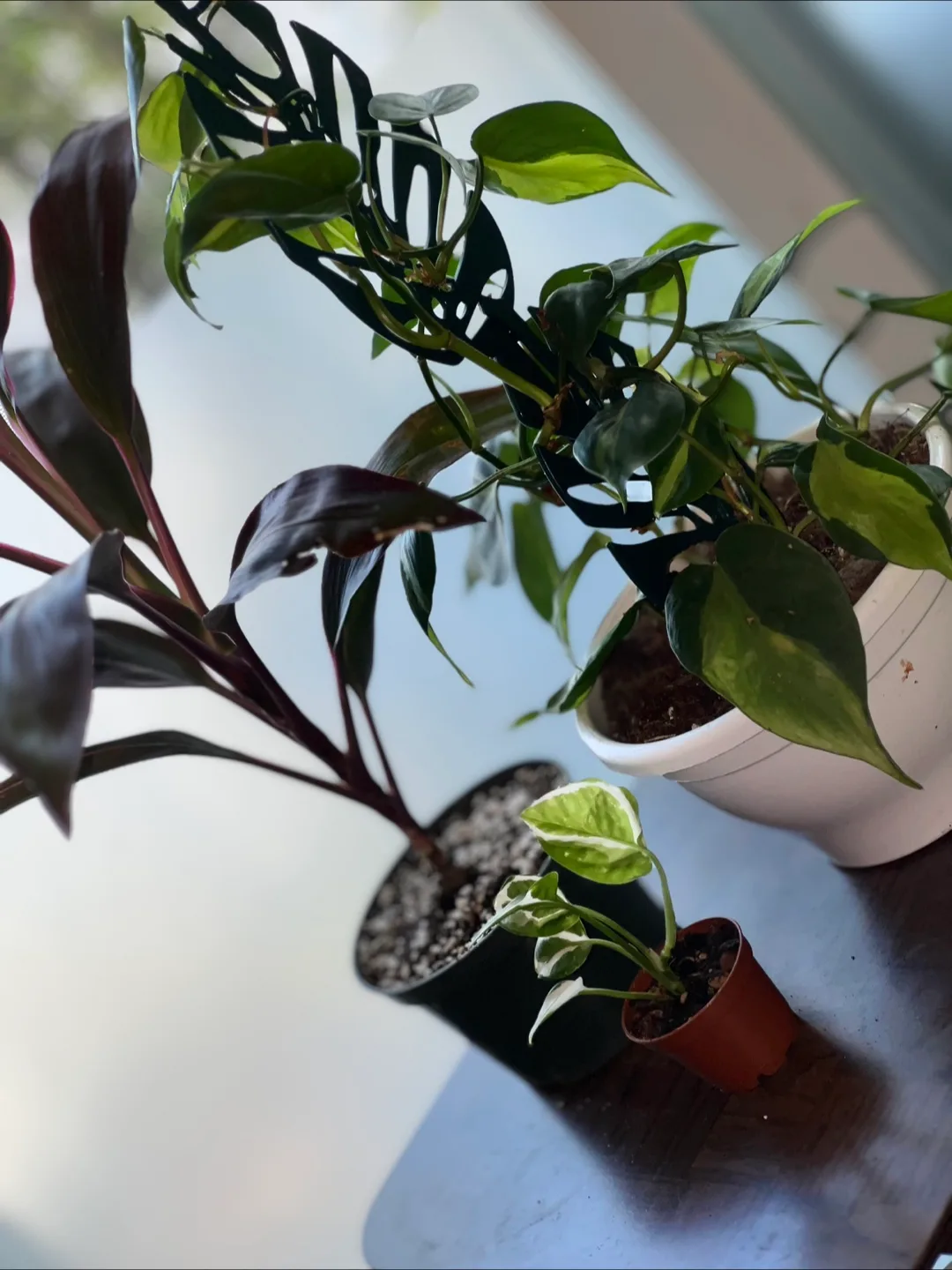 Plant trio 🪴 image indicator(2)