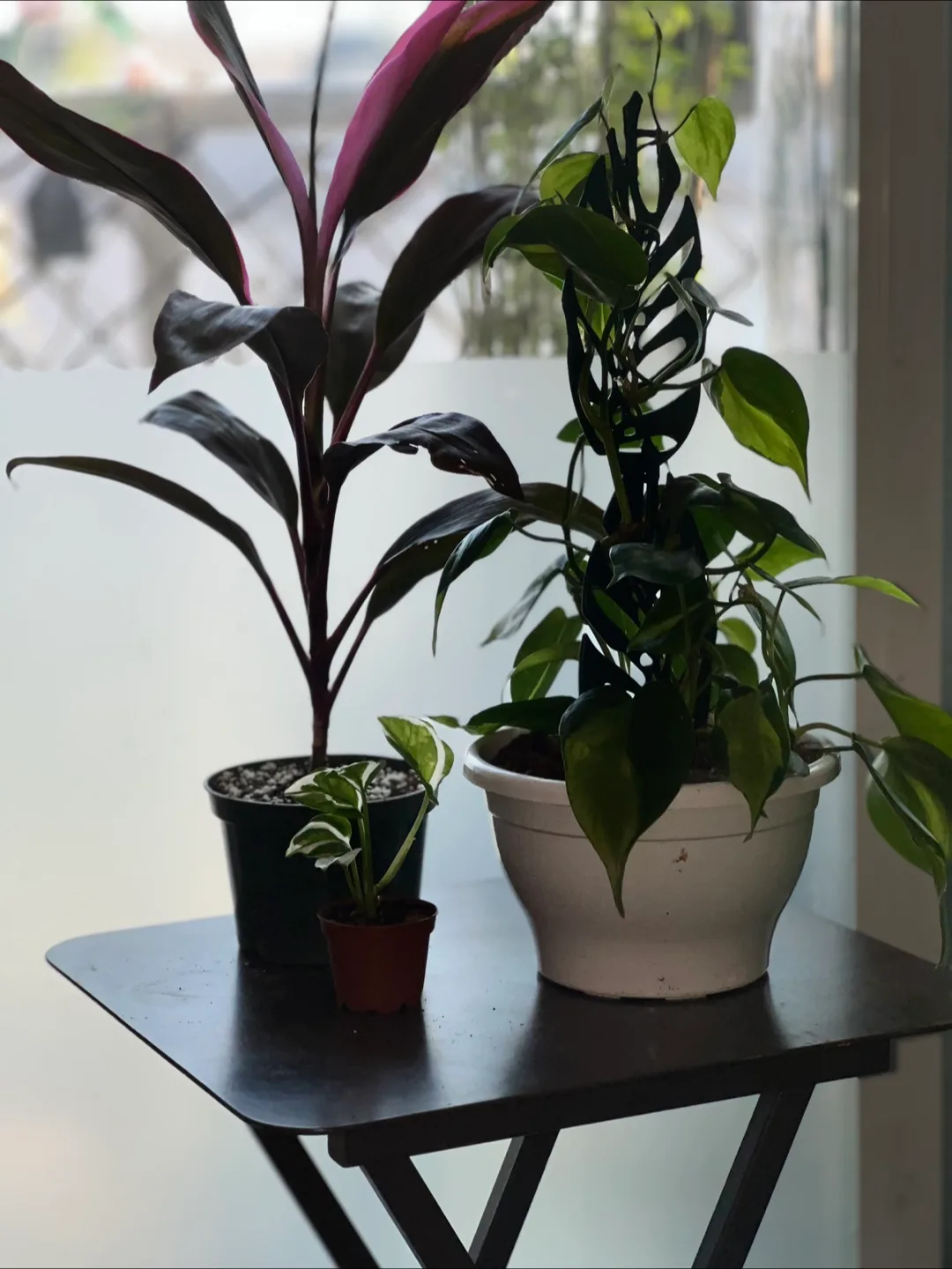 Plant trio 🪴 image indicator(3)