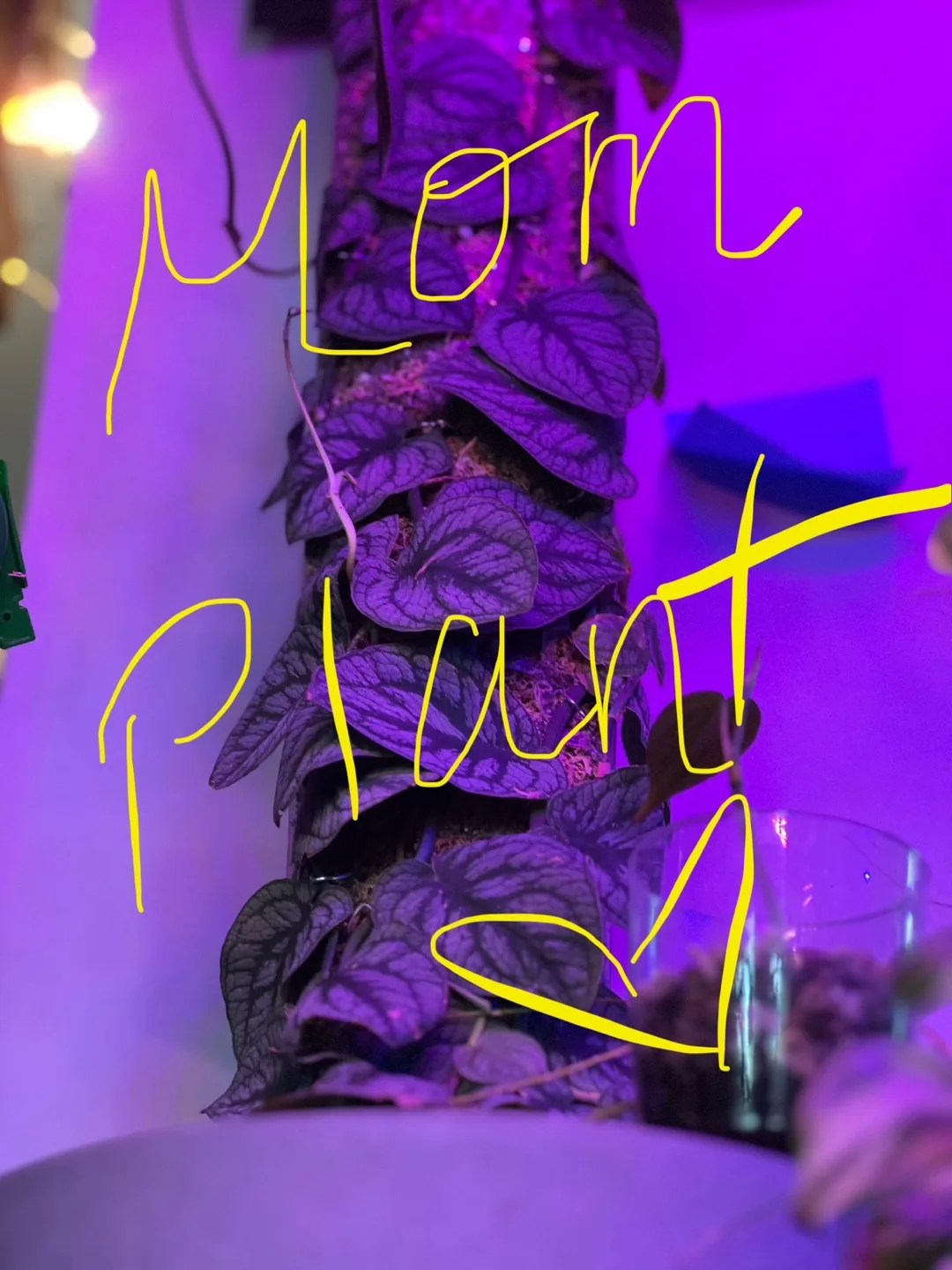 🌱✨ Rare Monstera Dubai Babies ✨🌱 image indicator(7)