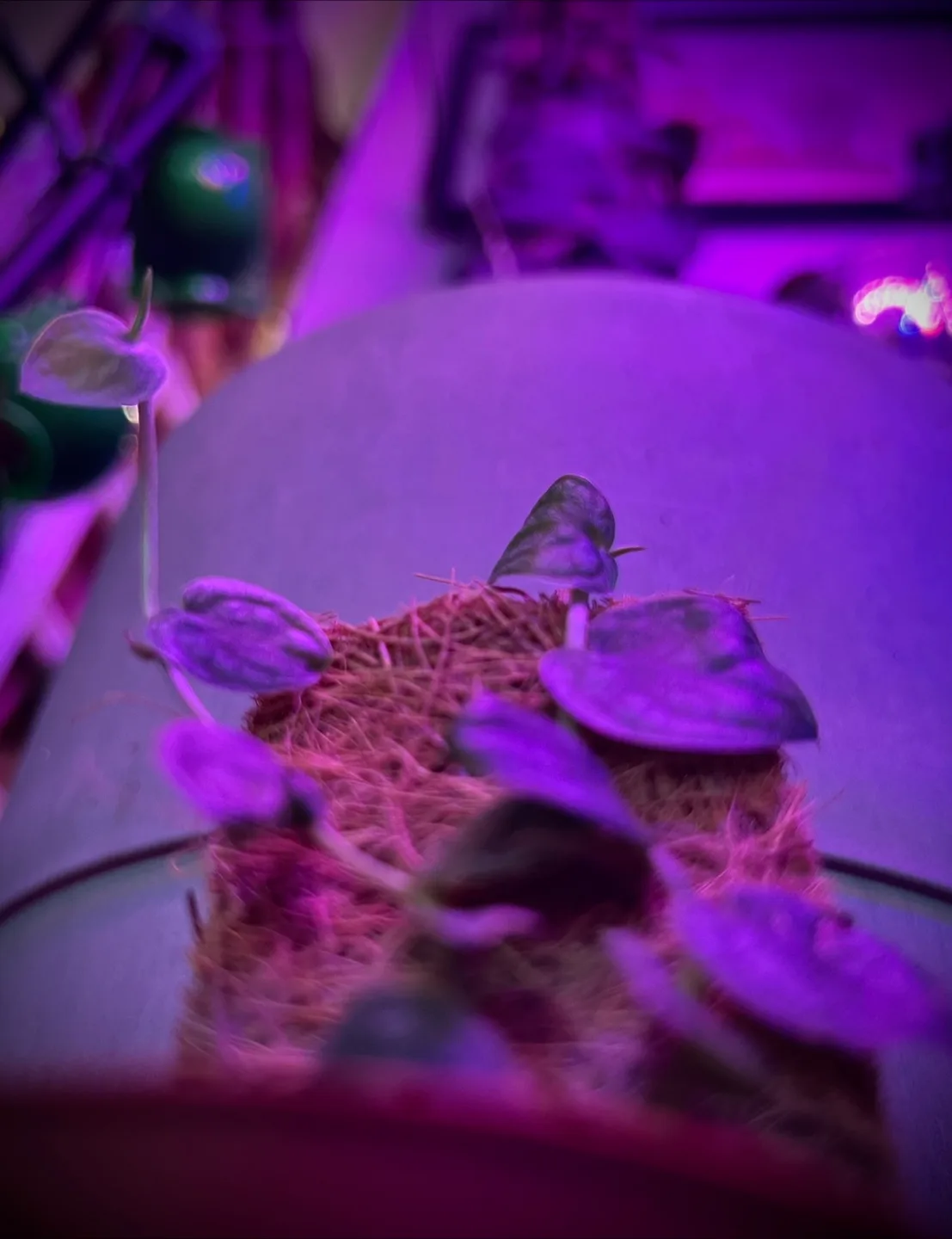 🌱✨ Rare Monstera Dubai Babies ✨🌱 image indicator(5)