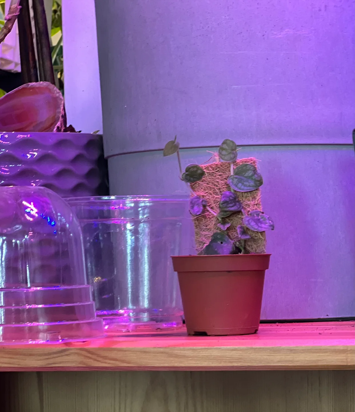 🌱✨ Rare Monstera Dubai Babies ✨🌱 image indicator(3)