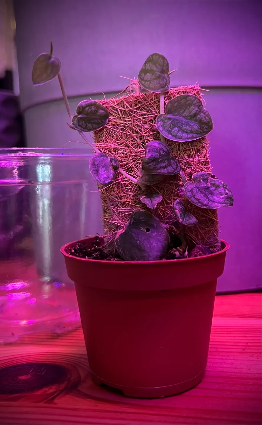 🌱✨ Rare Monstera Dubai Babies ✨🌱 image indicator(4)