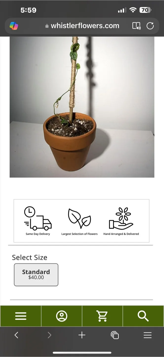 🌱✨ Rare Monstera Dubai Babies ✨🌱 image indicator(8)