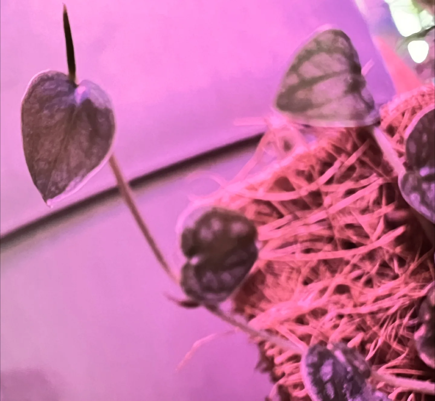 🌱✨ Rare Monstera Dubai Babies ✨🌱 image indicator(6)