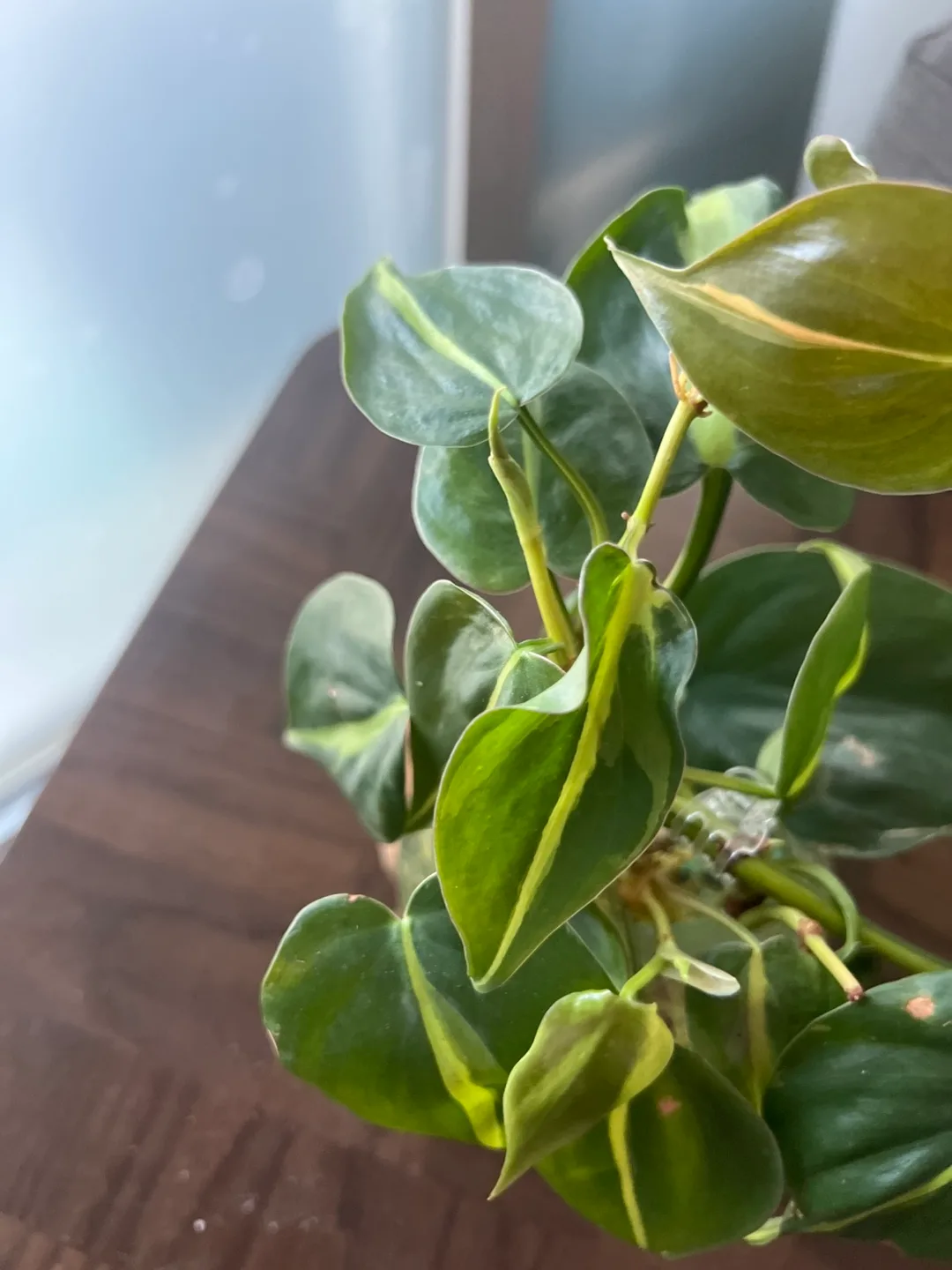 🌱 Philodendron Brazil & Teak Display! 🌱 image indicator(3)