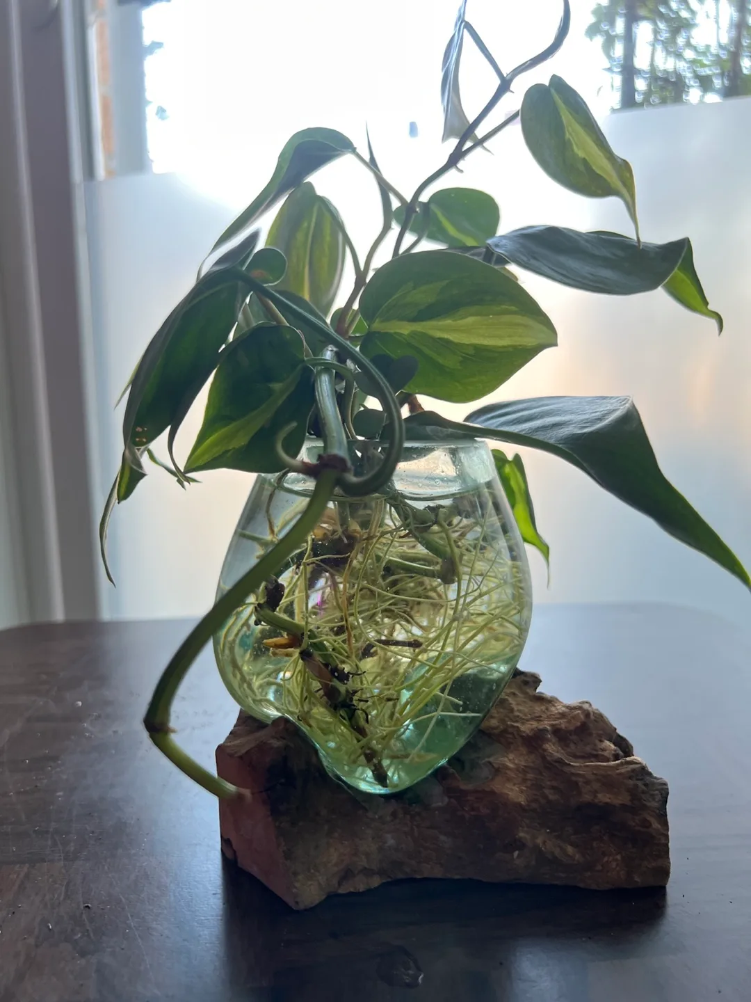 🌱 Philodendron Brazil & Teak Display! 🌱 image indicator(2)