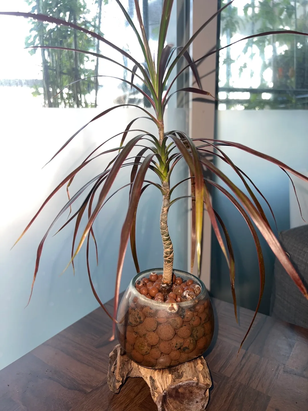 🌱 Modern Dracaena Dragon Tree in LECA & Teak Base! 🌱 image indicator(2)