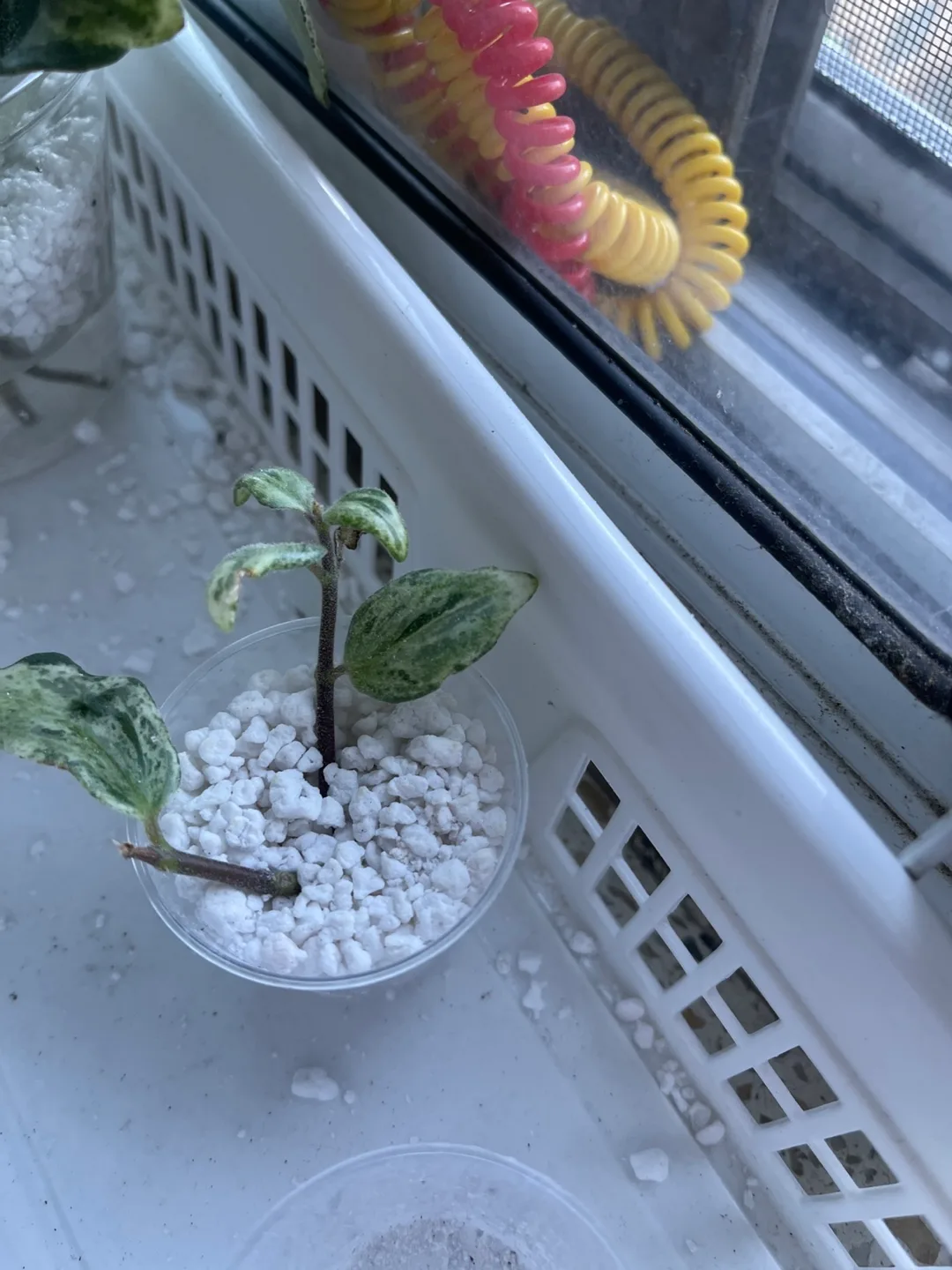 Variegated lipstick plant cuttings 🇨🇦 thumbnail