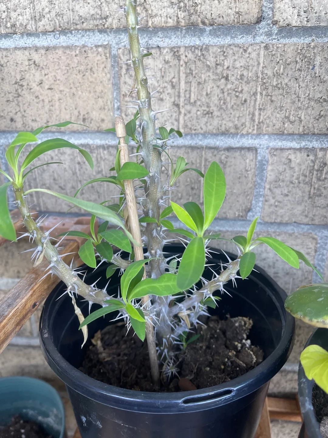 Crown of thorns 🇨🇦 image indicator(2)