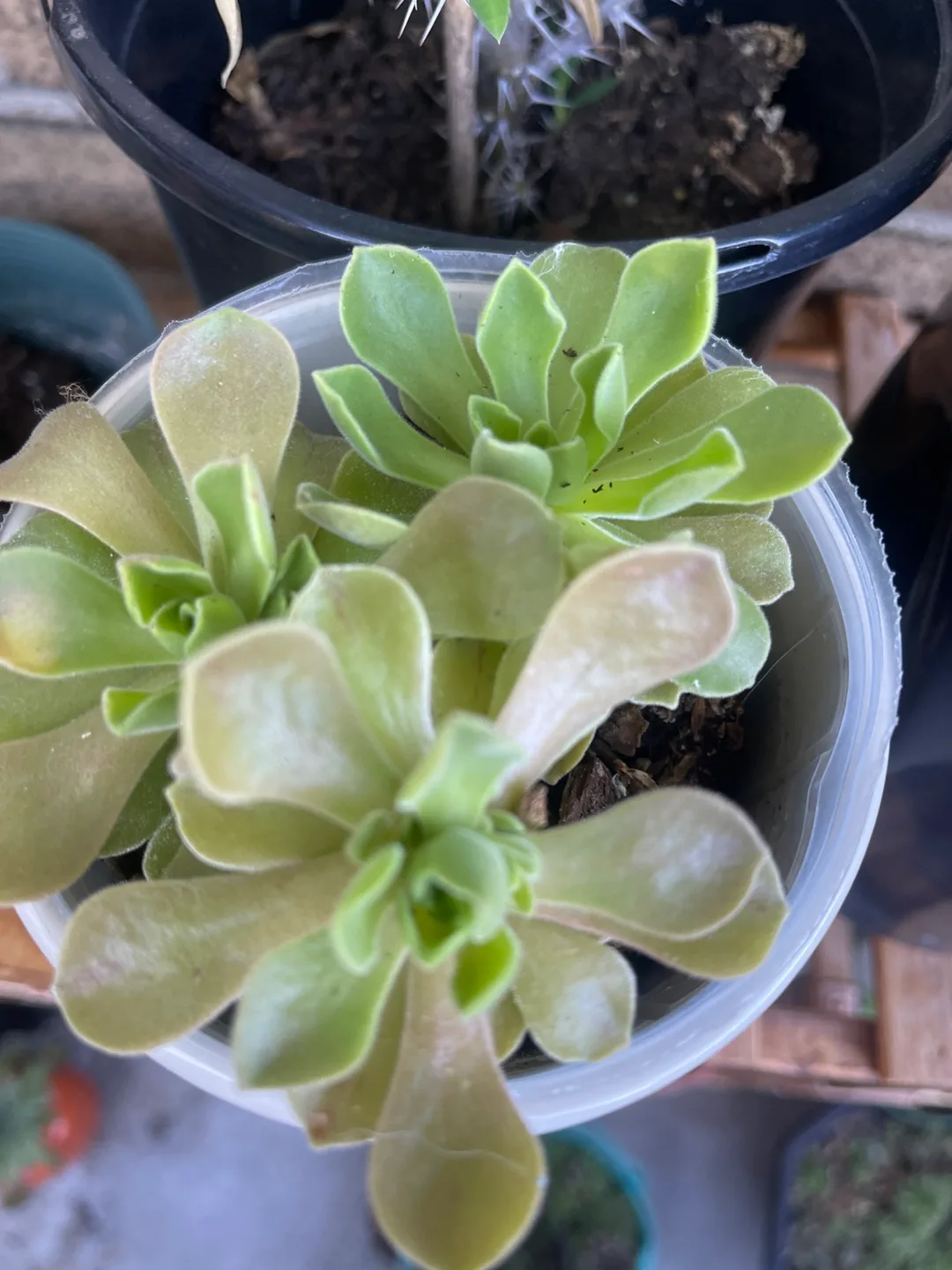 Succulent 🇨🇦 thumbnail