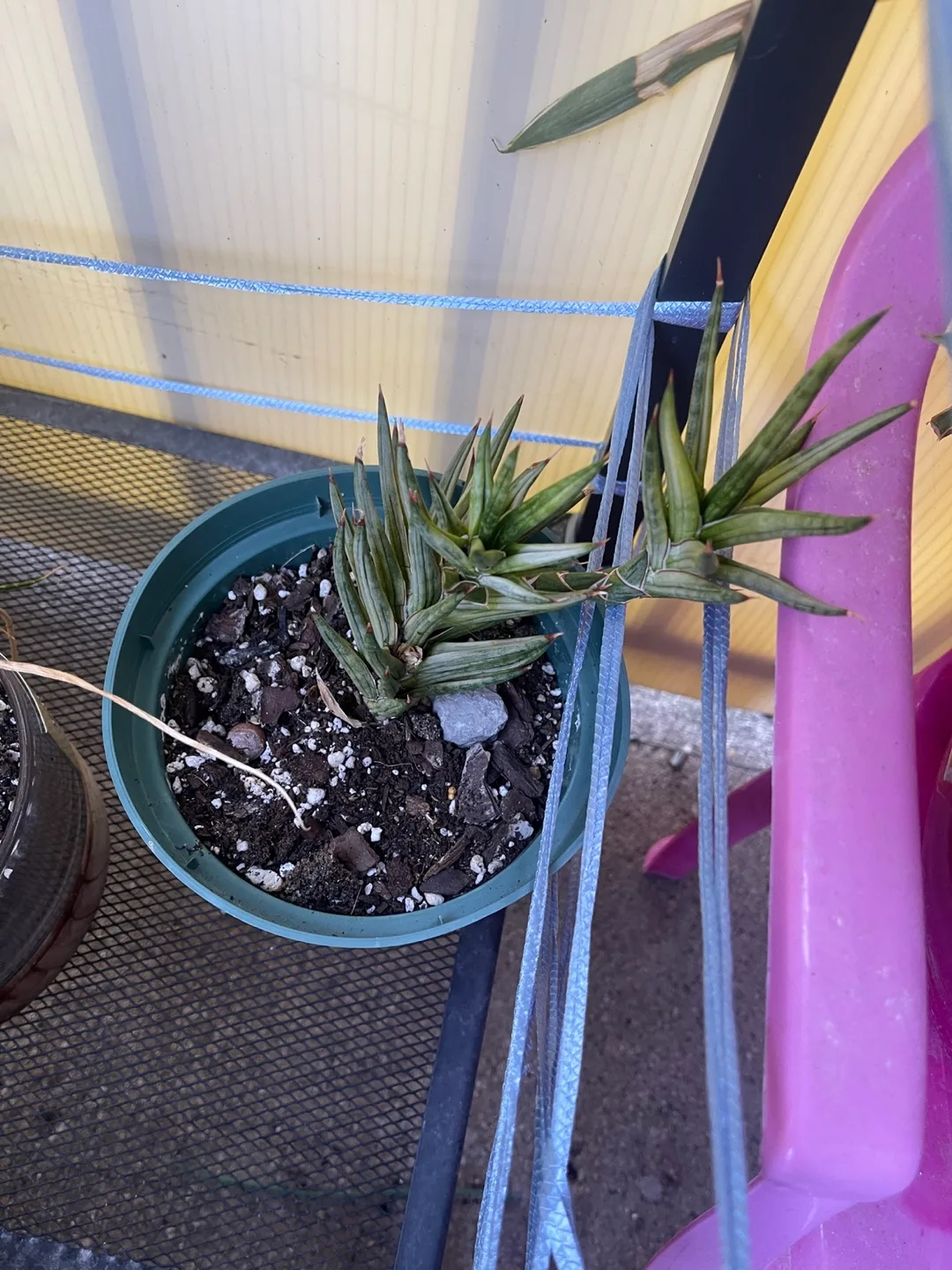 Potted Sansevieria Plant 🇨🇦 thumbnail