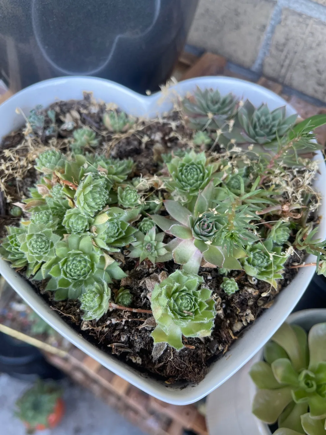Heart Shaped Succulent Planter 🇨🇦 image indicator(3)