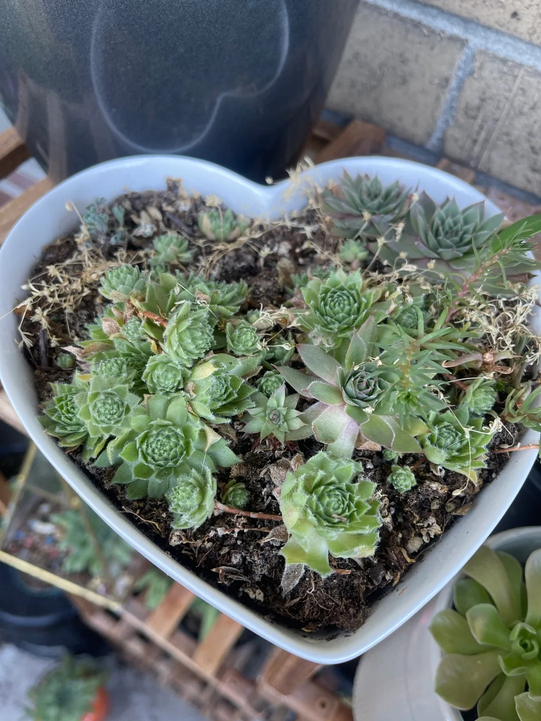Heart Shaped Succulent Planter 🇨🇦 image indicator(2)
