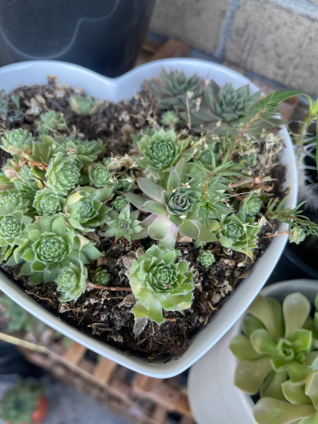 Heart Shaped Succulent Planter 🇨🇦 thumbnail