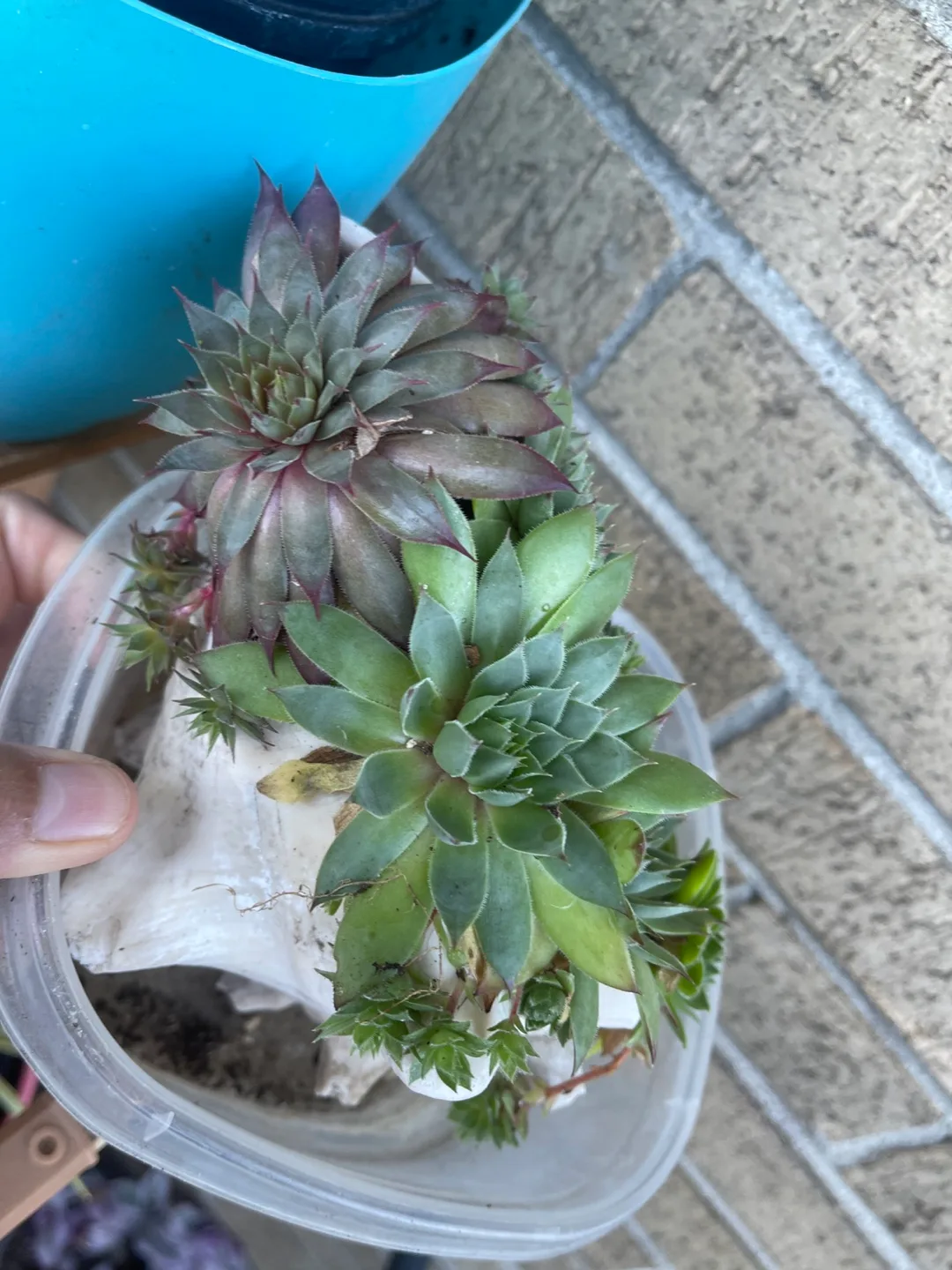 Succulent Plant Arrangement in a Shell thumbnail