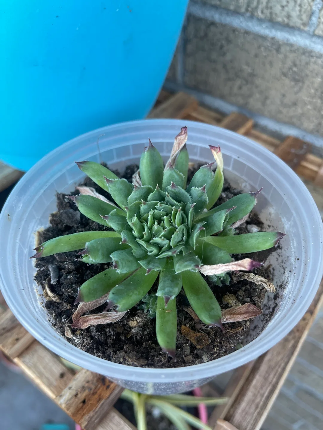 Succulent plant 🇨🇦 thumbnail