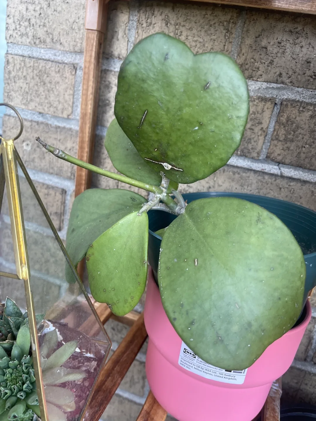 Hoya Kerrii Heart Plant thumbnail