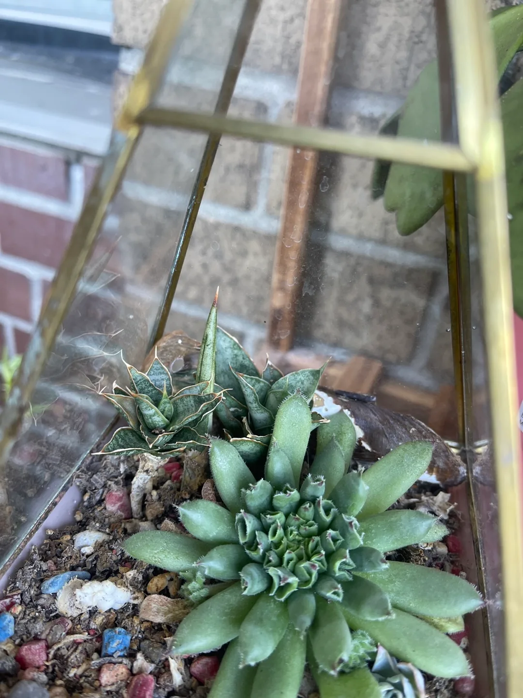 Succulent Terrarium 🇨🇦 thumbnail
