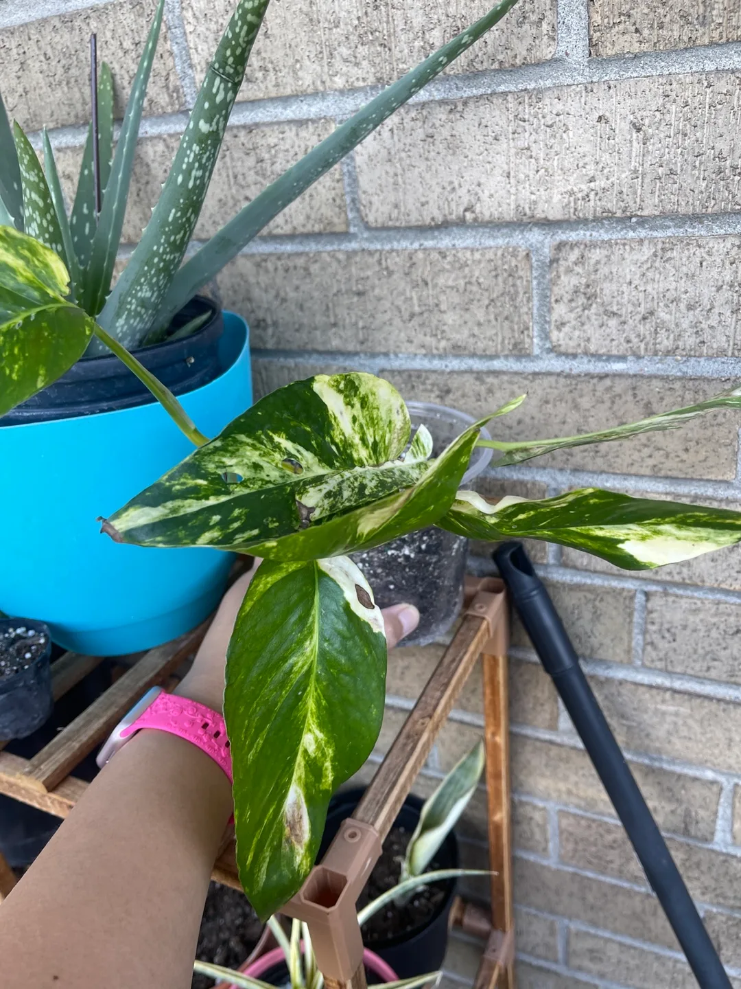 Potted Epipremnum Pinnatum Variegata Plant 🇨🇦 thumbnail