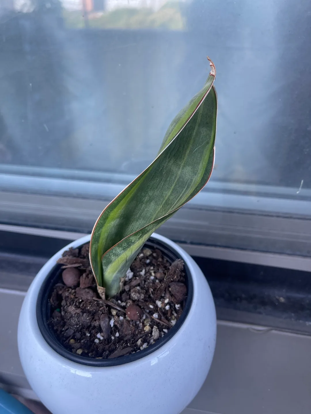 Variegated whale fin Snake Plant in White Pot thumbnail
