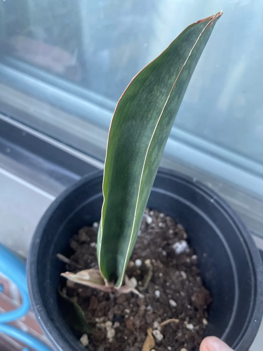 Sansevieria Plant🇨🇦 thumbnail
