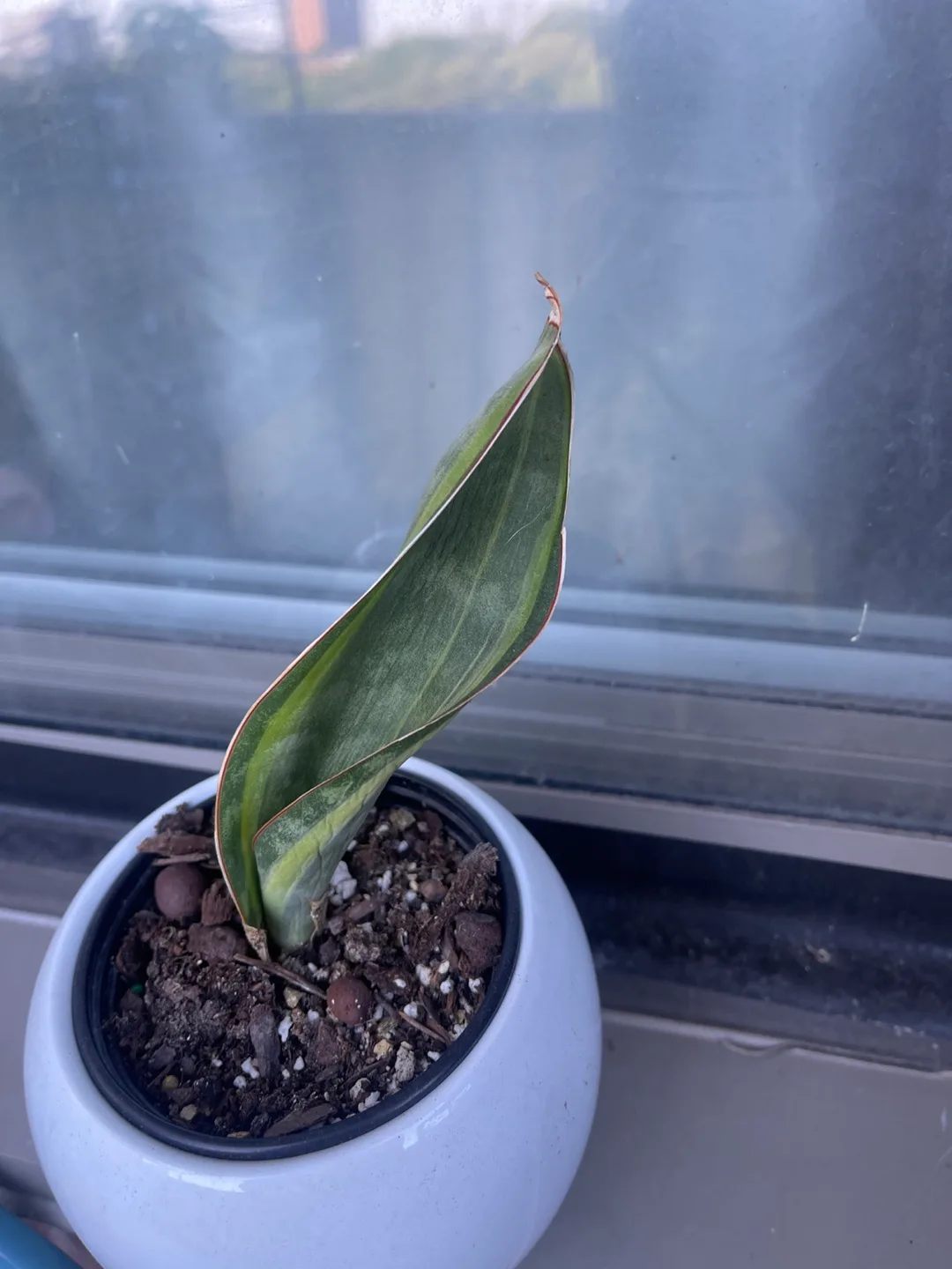 Snake Plant Sansevieria Assorted thumbnail