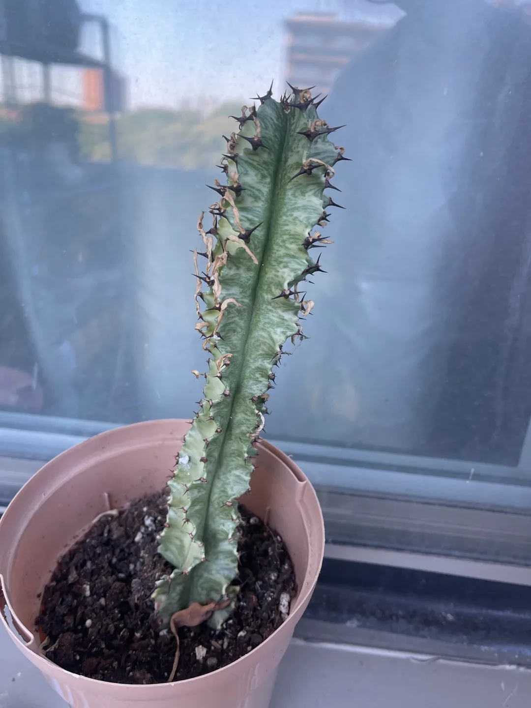 Variegated euphorbia 🇨🇦 thumbnail
