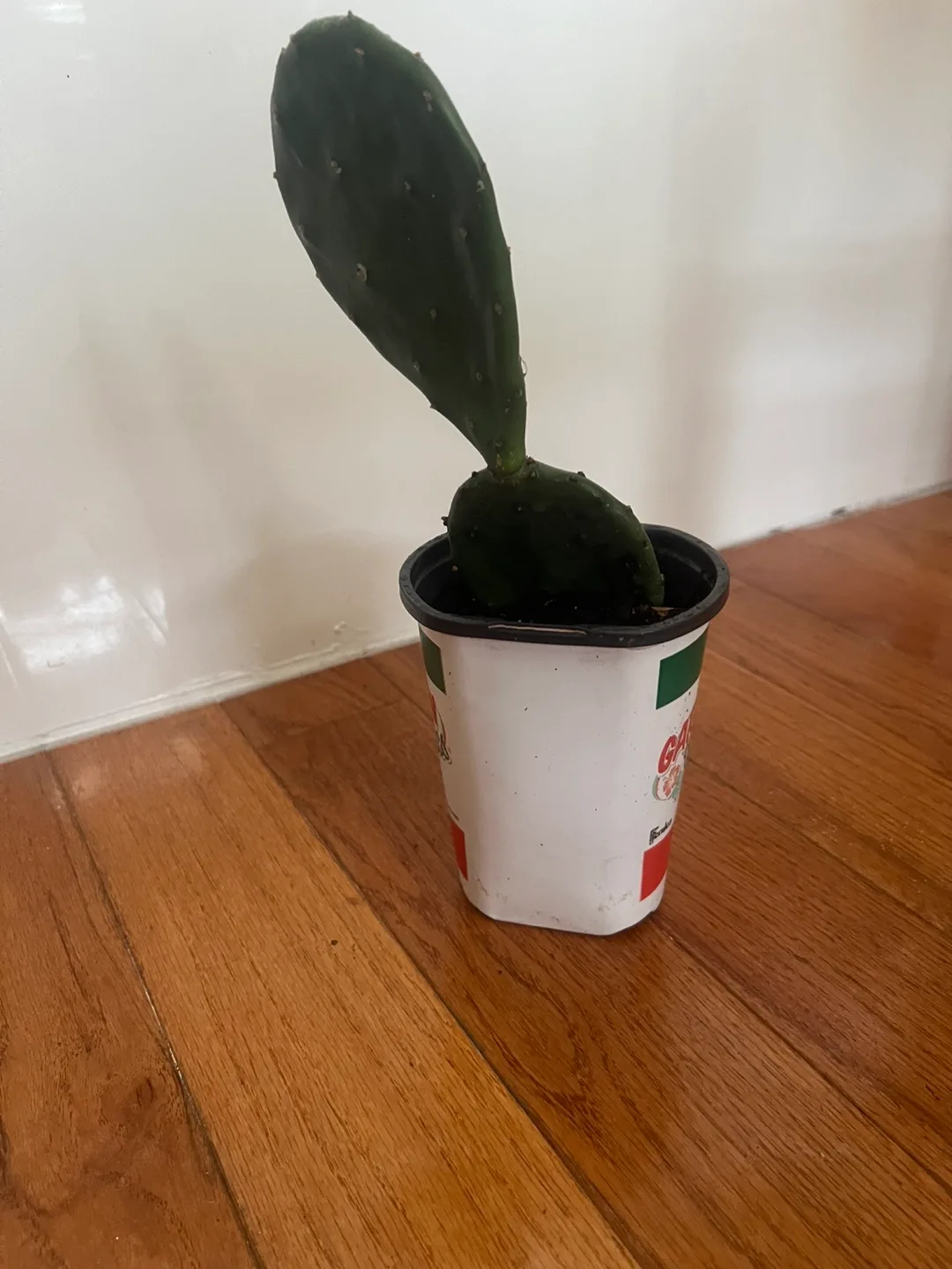 Potted Cactus Plant thumbnail