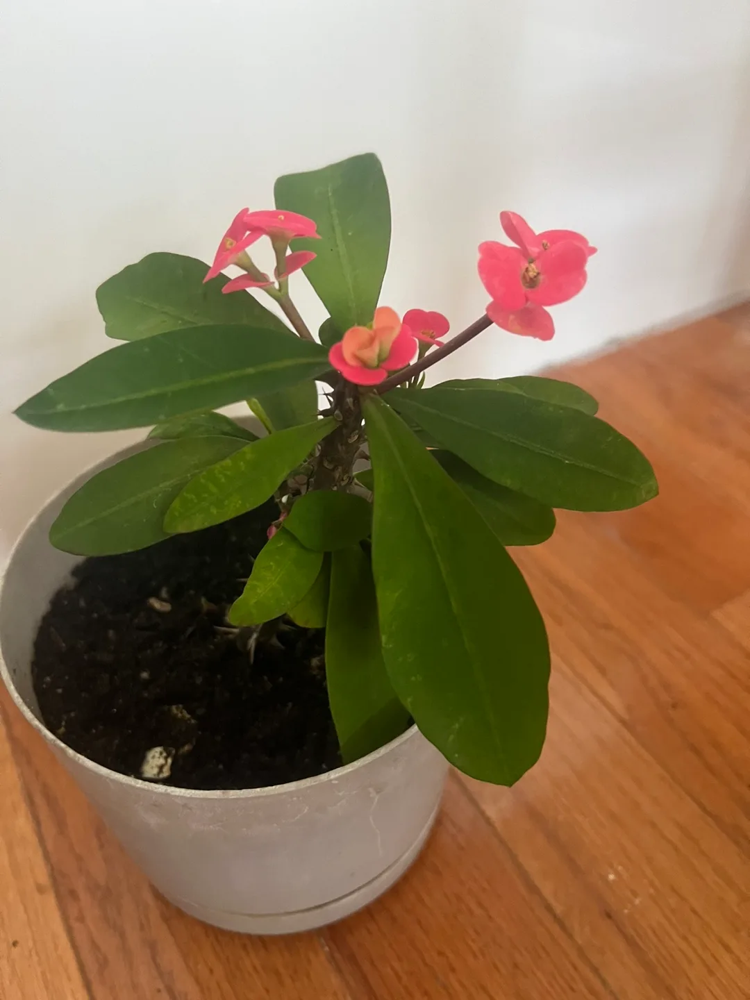 Potted Crown of Thorns Plant with flowers thumbnail