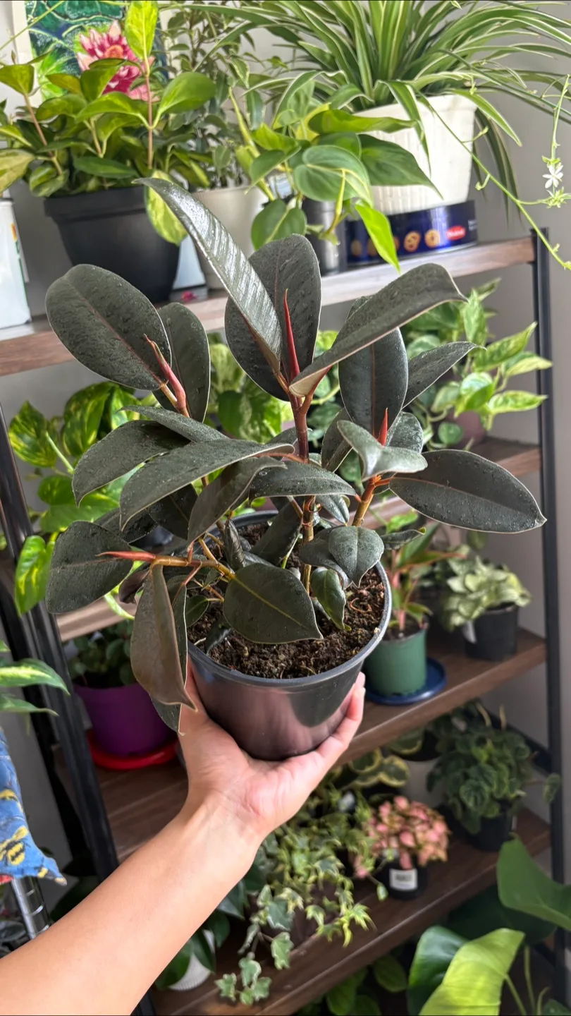 Ficus Elastica-Rubber Plant 🪴 thumbnail
