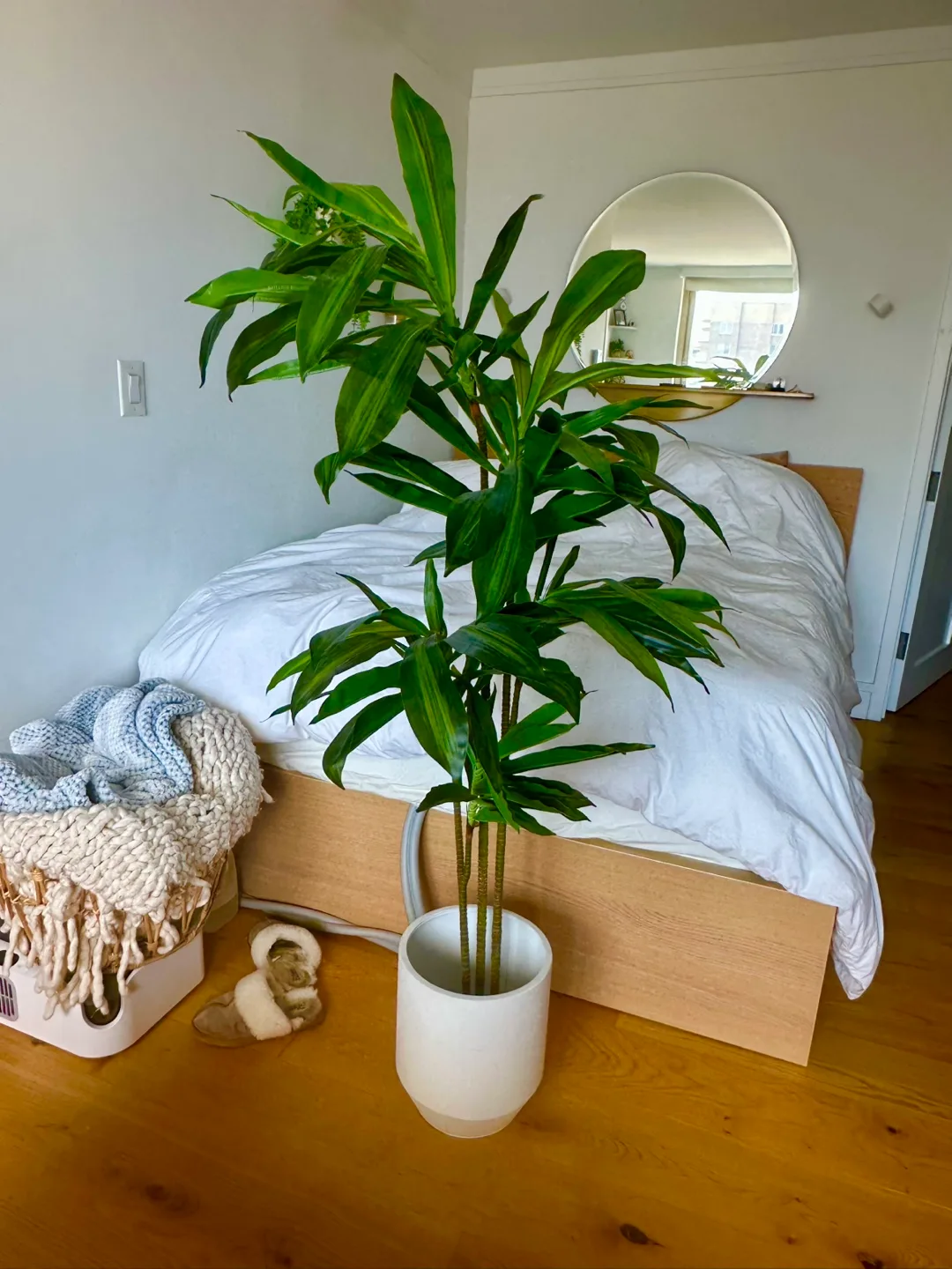 Dracena 5’ potted faux tree with Planter Pot
