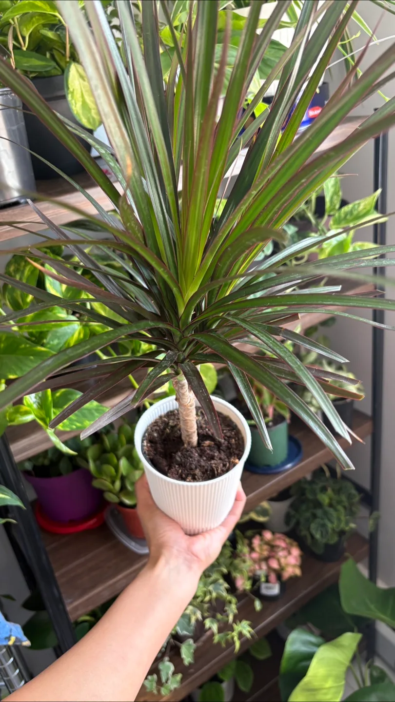 Dragon Tree Plant-Dracaena Marginata thumbnail