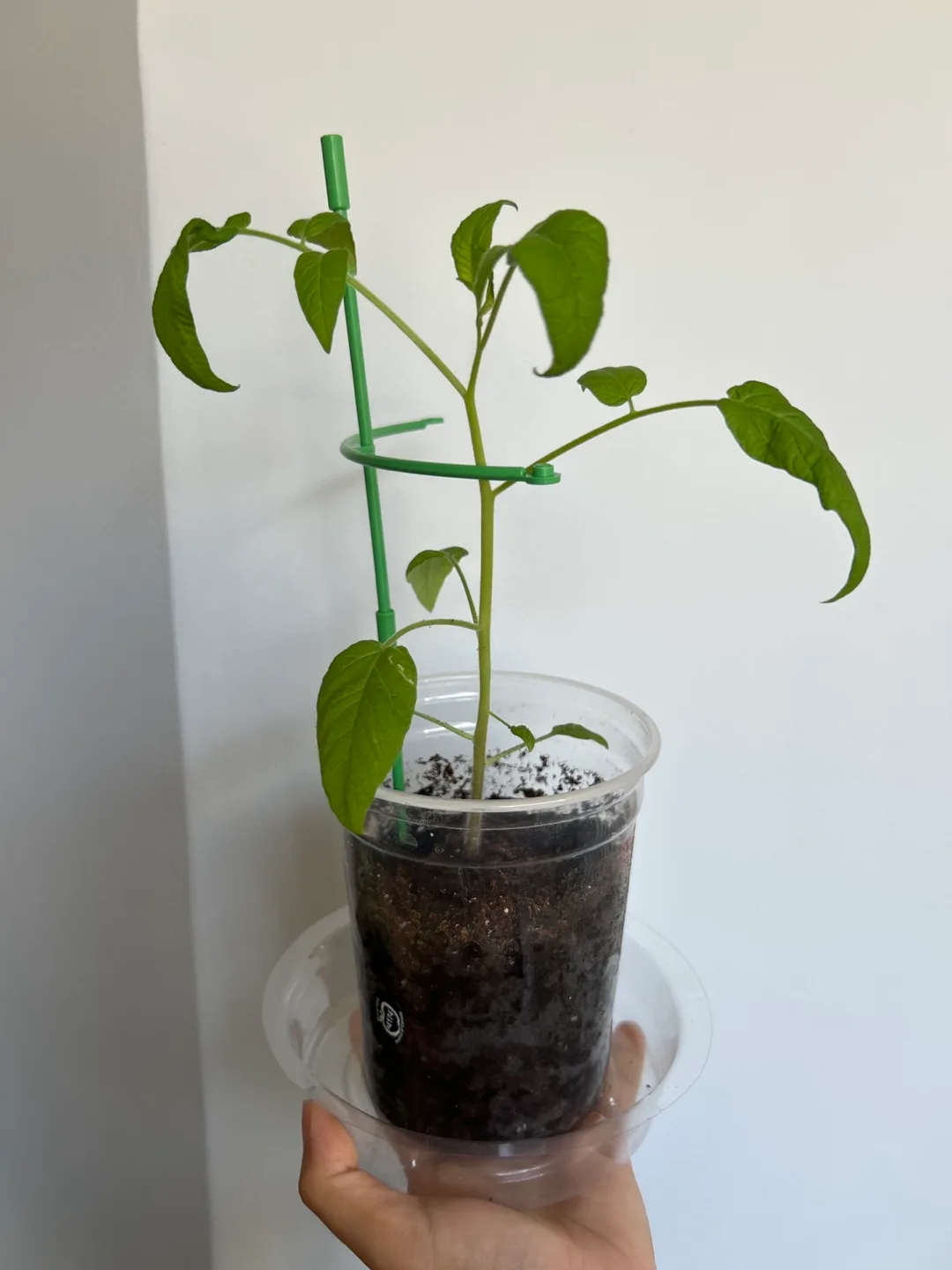 Tomato Plant Seedling thumbnail