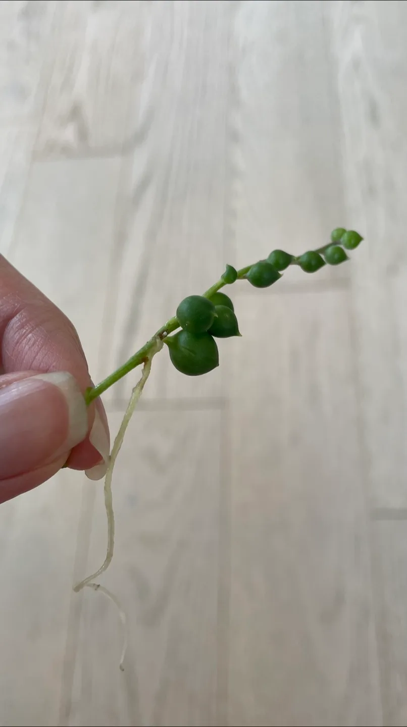 String of Pearls Plant Cutting thumbnail