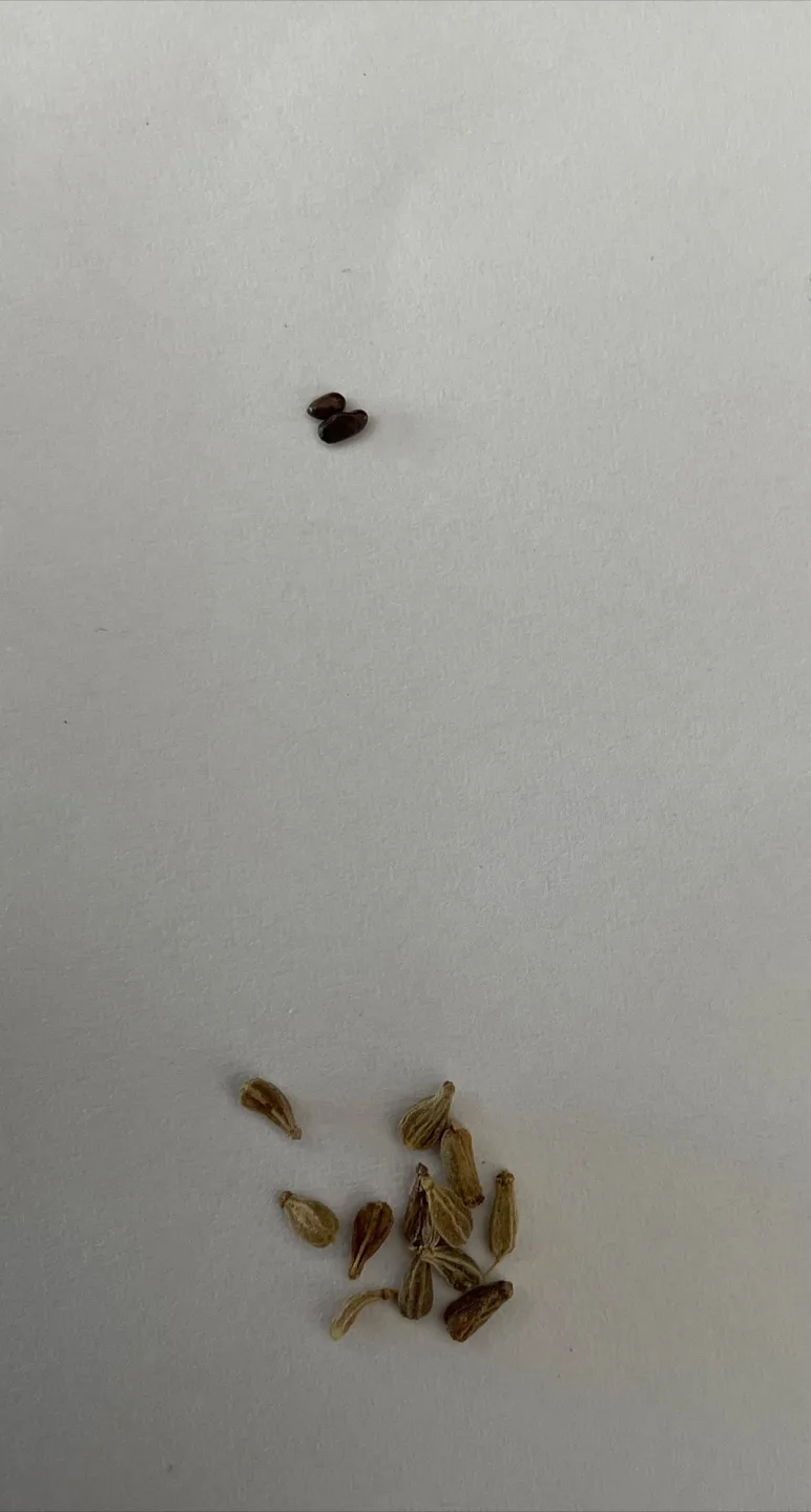 A couple of anise seeds and 2 lavender seeds thumbnail