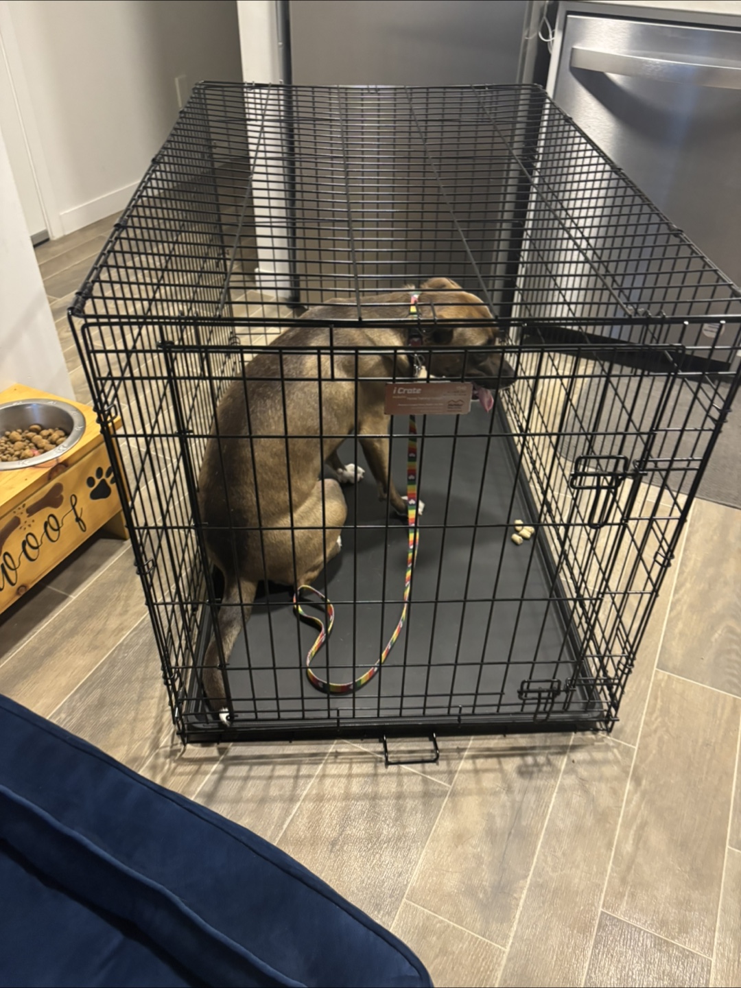 iCrate 54" Dog Crate + - photo 2