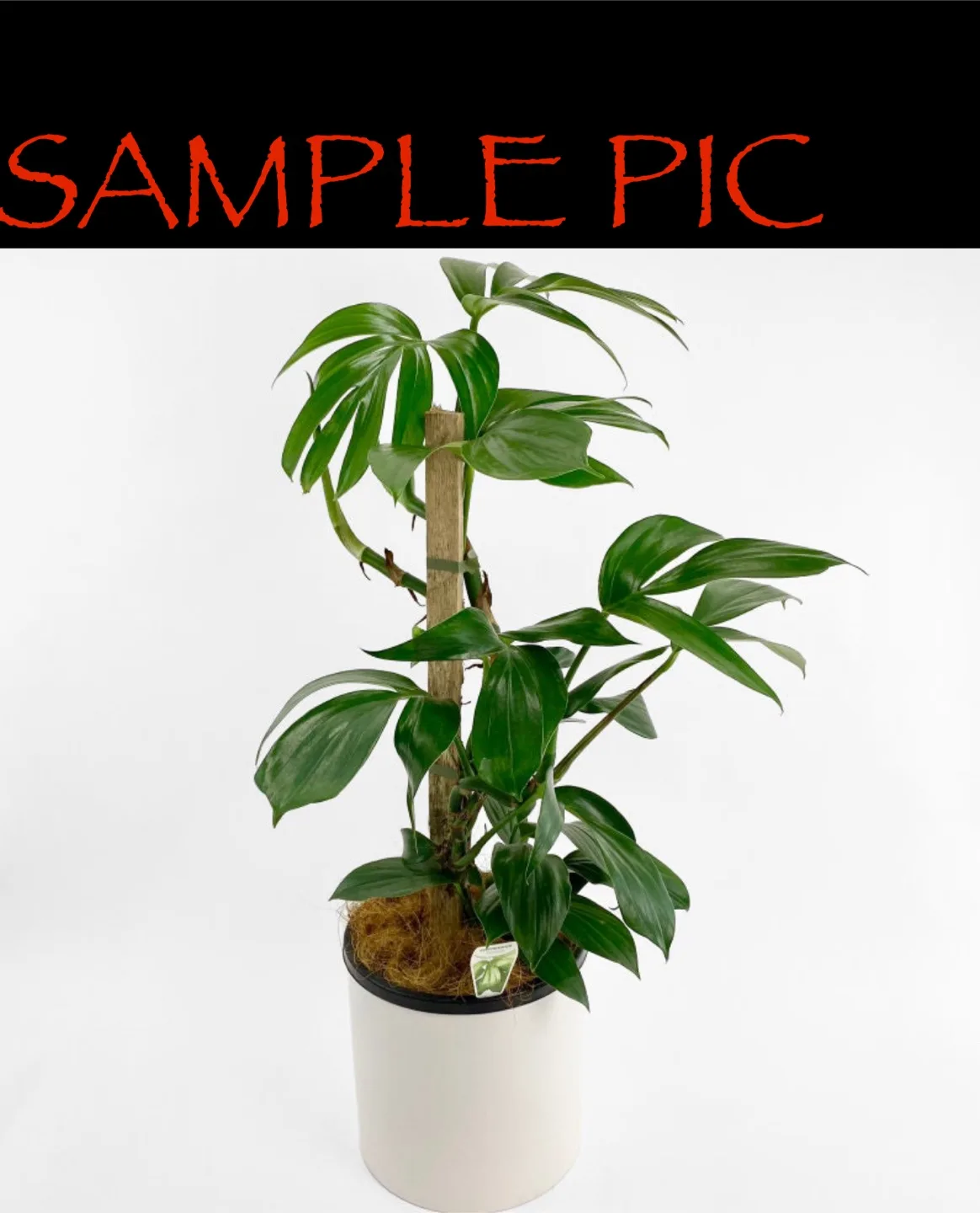 ✨ Tiny Treasures ✨ image indicator(4)