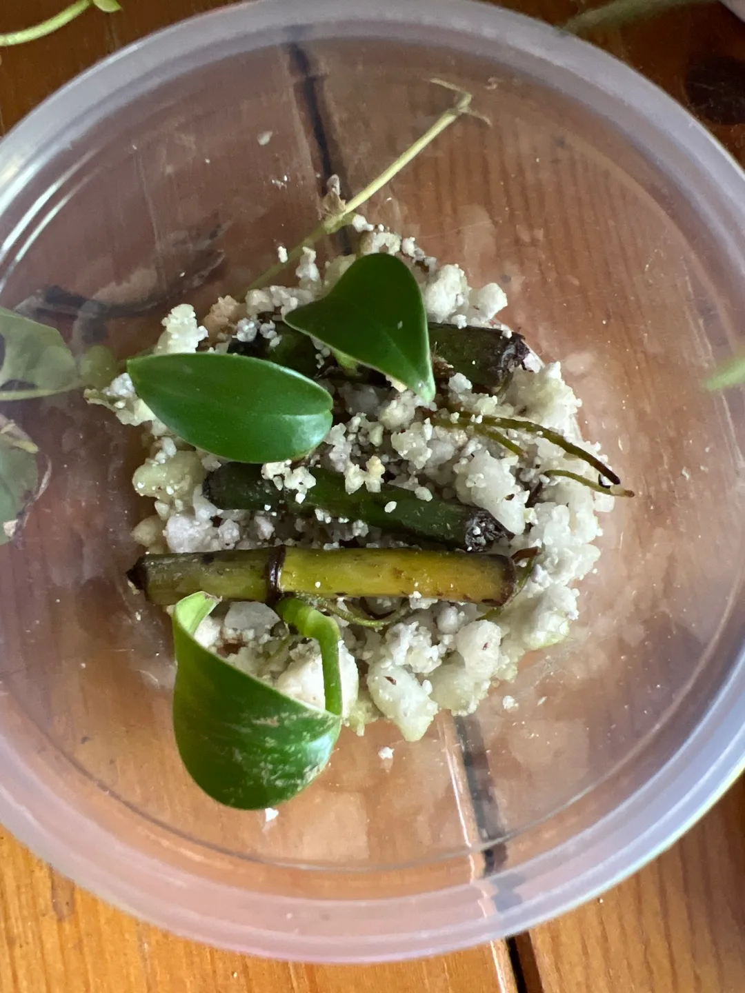 ✨ Tiny Treasures ✨ image indicator(3)