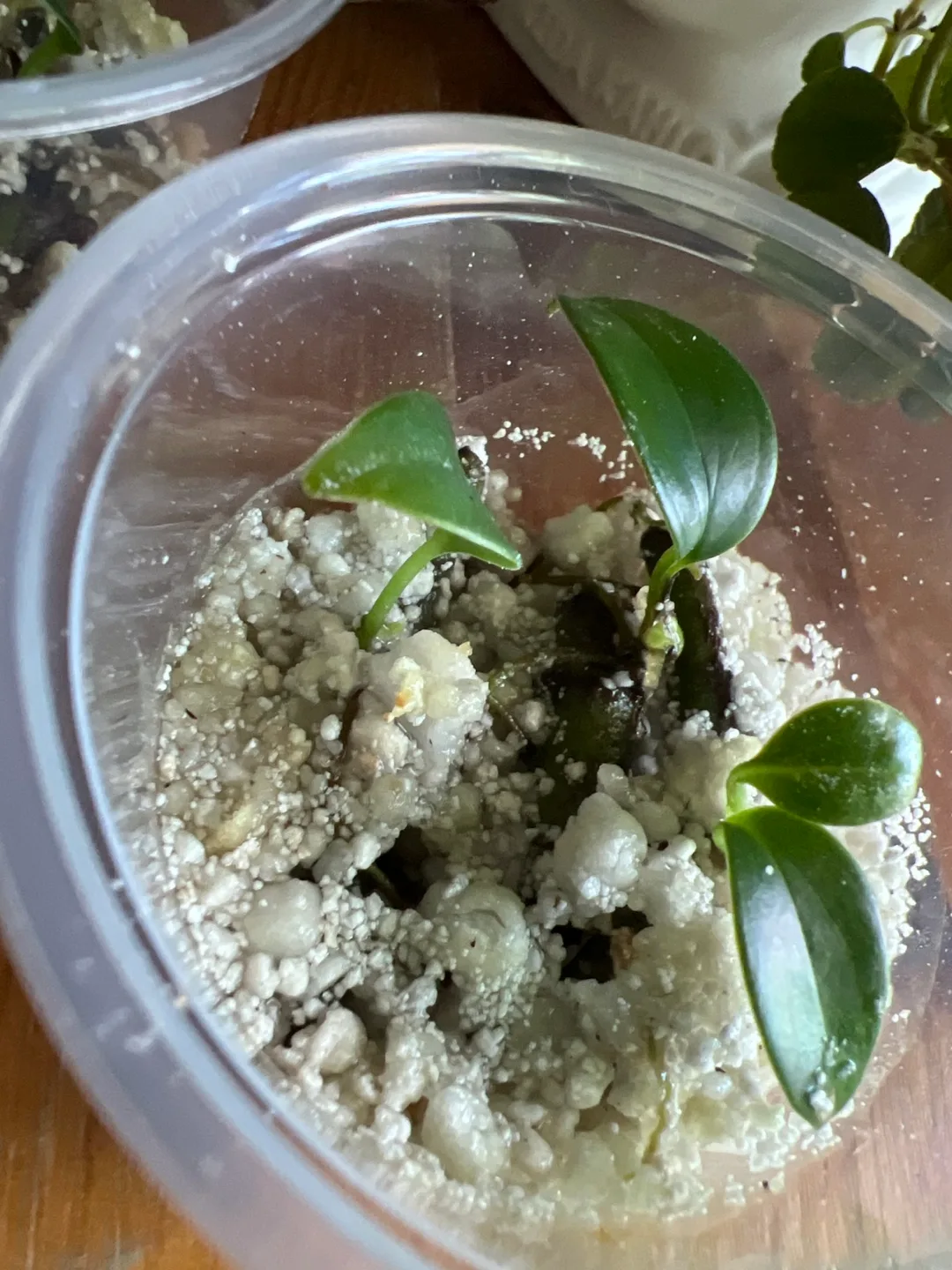 ✨ Tiny Treasures ✨ image indicator(2)