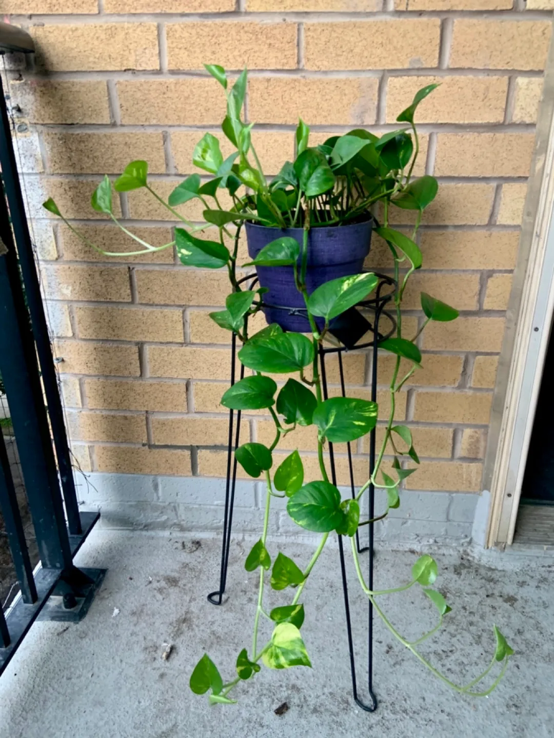 Climbing Potted Golden Pothos Plant 🪴 thumbnail