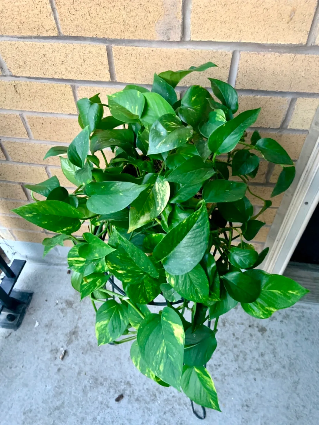 Healthy Money Pothos Plant in ceramic thumbnail