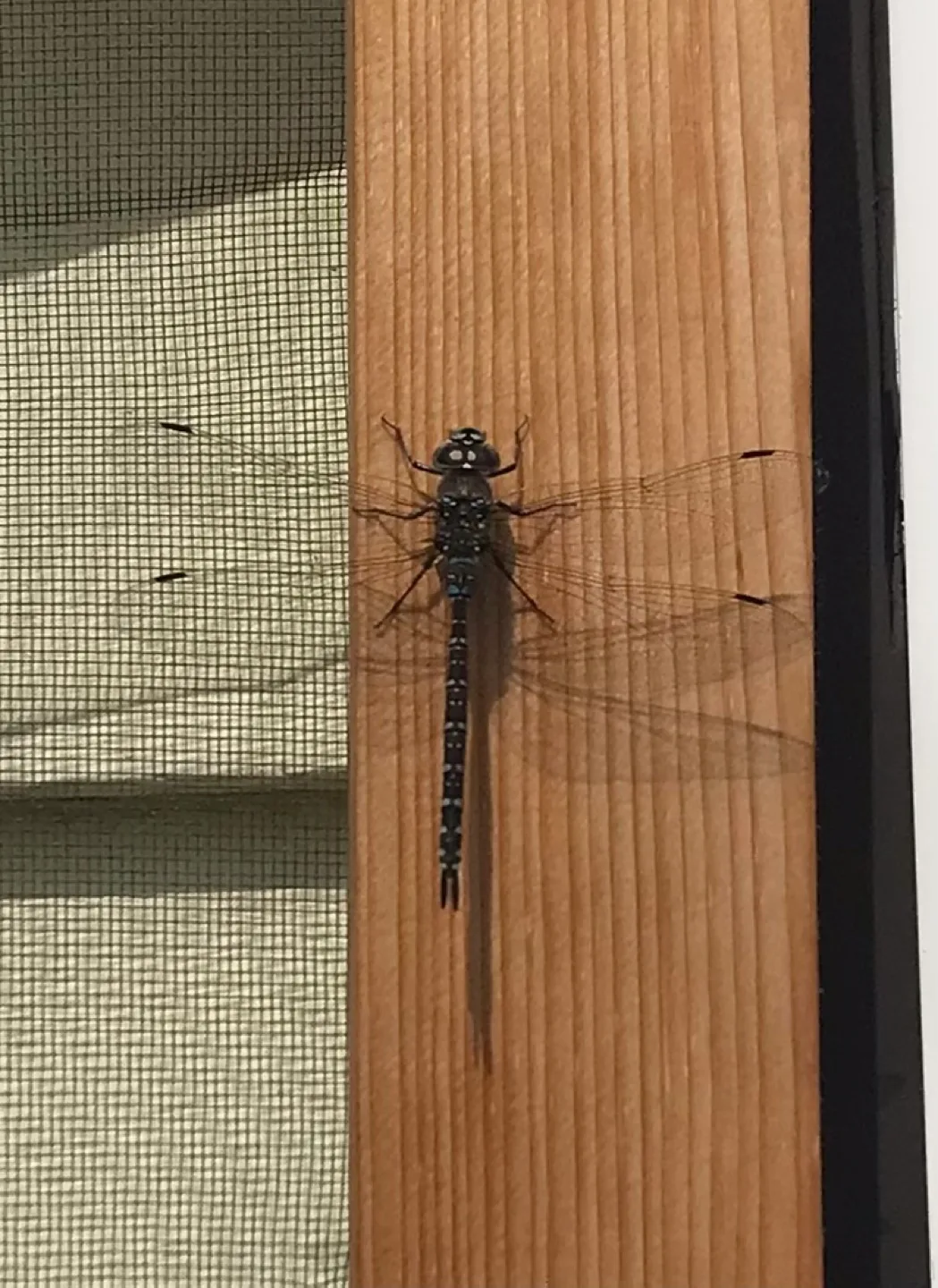 Lights of varying & mysterious models image indicator(2)