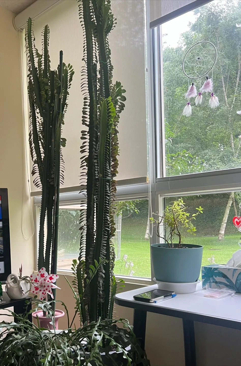 African milk tree.. also known as, trigona, thumbnail