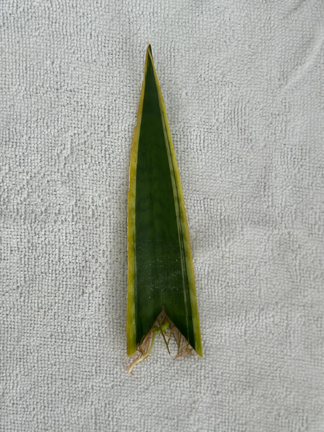 Rooted Snake Plant Cutting thumbnail