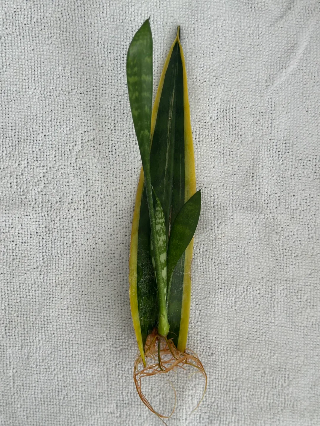 Rooted Propagated Snake Plant Cutting thumbnail